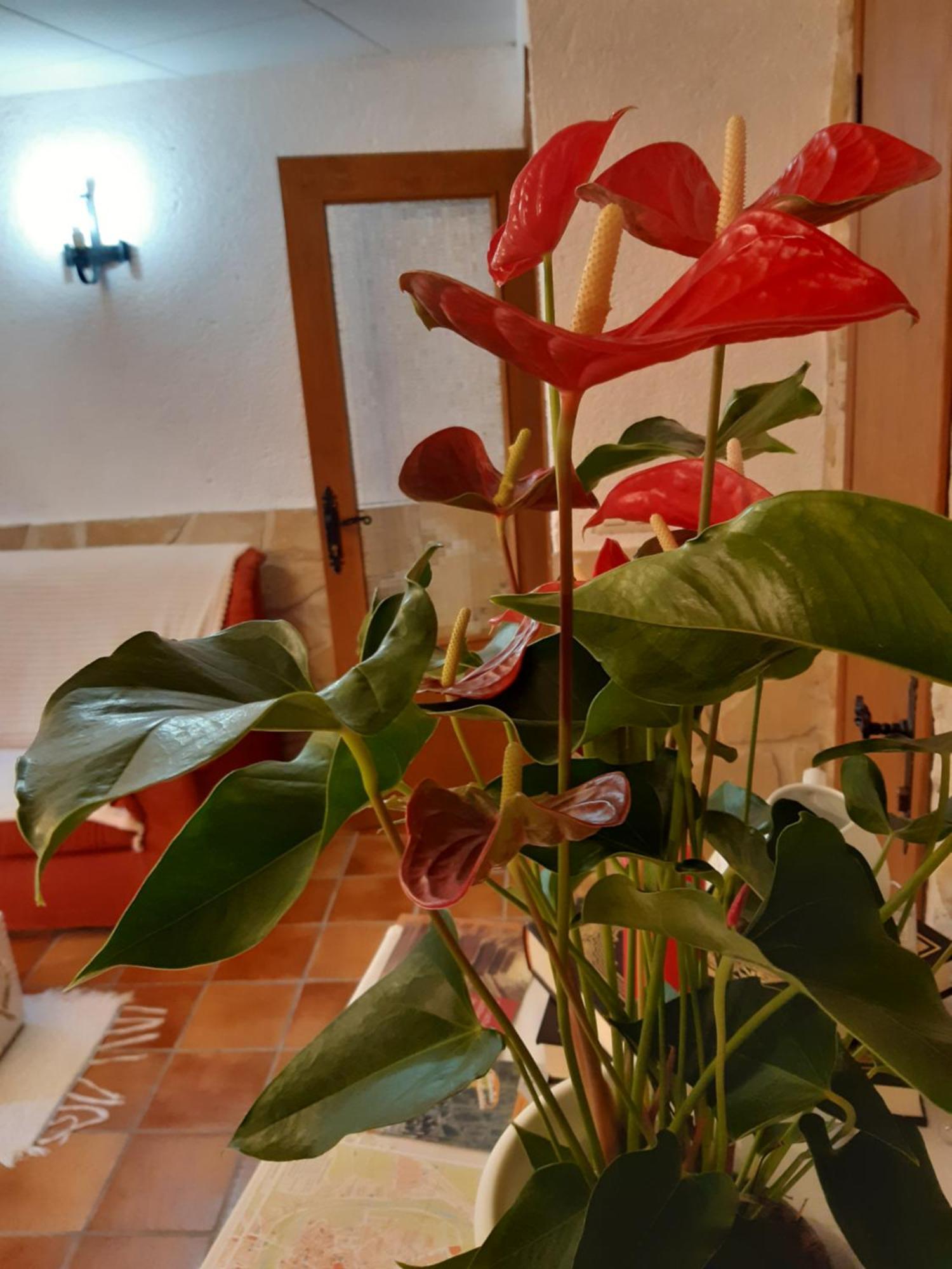 Musas Gastro Casa Rural Apartment Valdealgorfa Екстериор снимка